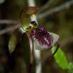 Chiloglottis reflexa (Short-clubbed Wasp Orchid) at Mount Jerrabomberra QP - 20 Jan 2022 by dan.clark