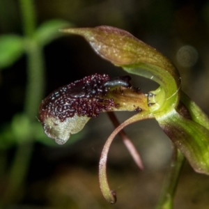 Chiloglottis reflexa at Jerrabomberra, NSW - 20 Jan 2022