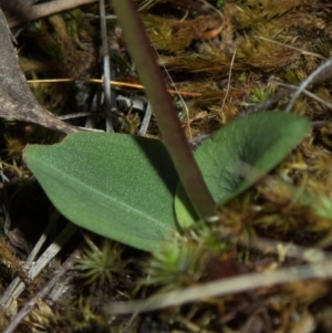 Chiloglottis reflexa at Jerrabomberra, NSW - 20 Jan 2022