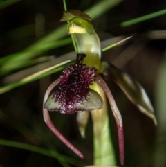 Chiloglottis reflexa at Jerrabomberra, NSW - 20 Jan 2022