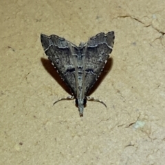 Diplopseustis perieresalis (Eastern Black Tabby) at Jerrabomberra, NSW - 20 Jan 2022 by Steve_Bok