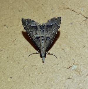 Diplopseustis perieresalis at Jerrabomberra, NSW - 20 Jan 2022