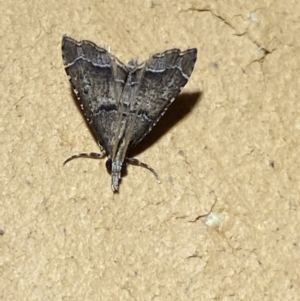 Diplopseustis perieresalis at Jerrabomberra, NSW - 20 Jan 2022