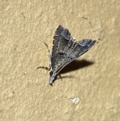 Diplopseustis perieresalis at Jerrabomberra, NSW - 20 Jan 2022