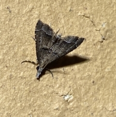 Diplopseustis perieresalis at Jerrabomberra, NSW - 20 Jan 2022