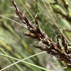 Gahnia subaequiglumis (Bog Saw-sedge) at Paddys River, ACT - 20 Jan 2022 by JaneR