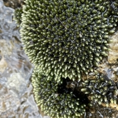 Unverified Moss, Liverwort or Hornwort - 1 Jan 1900 by JaneR