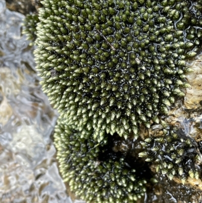 Unidentified Moss / Liverwort / Hornwort at Namadgi National Park - 20 Jan 2022 by JaneR
