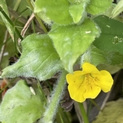 Erythranthe moschata (Musk) at Paddys River, ACT - 20 Jan 2022 by JaneR