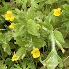 Erythranthe moschata at Paddys River, ACT - 20 Jan 2022 12:40 PM