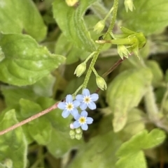 Myosotis laxa subsp. caespitosa (Water Forget-me-not) at Paddys River, ACT - 20 Jan 2022 by JaneR