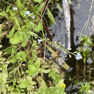 Myosotis laxa subsp. caespitosa at Paddys River, ACT - 20 Jan 2022 12:50 PM