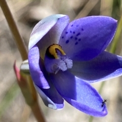 Thelymitra simulata (Graceful Sun-orchid) at Denman Prospect 2 Estate Deferred Area (Block 12) - 31 Oct 2021 by AJB