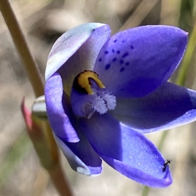 Thelymitra simulata (Graceful Sun-orchid) at Molonglo Valley, ACT - 31 Oct 2021 by AJB
