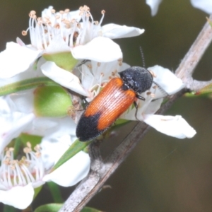 Anilicus xanthomus at Cotter River, ACT - 17 Jan 2022