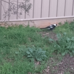 Gymnorhina tibicen (Australian Magpie) at Kambah, ACT - 14 Sep 2021 by DrDJDavidJ