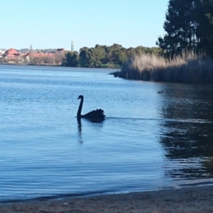 Cygnus atratus at Greenway, ACT - 11 Sep 2021