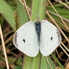 Pieris rapae (Cabbage White) at Lake George, NSW - 21 Jan 2022 by trevorpreston
