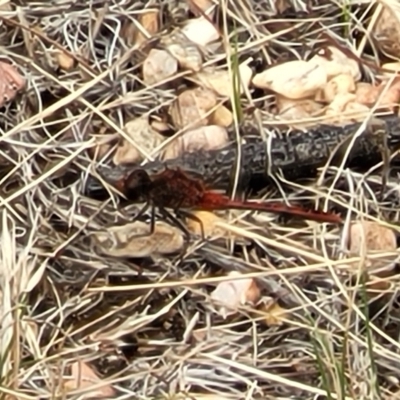 Diplacodes bipunctata (Wandering Percher) at Lake George, NSW - 21 Jan 2022 by trevorpreston
