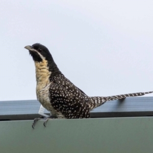 Eudynamys orientalis at Jerrabomberra, NSW - 19 Jan 2022 07:26 AM