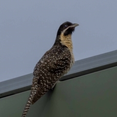 Eudynamys orientalis at Jerrabomberra, NSW - 19 Jan 2022 07:26 AM