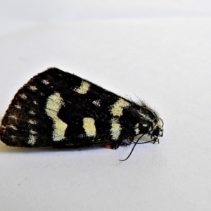 Phalaenoides tristifica at Crooked Corner, NSW - 21 Jan 2022