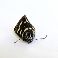 Phalaenoides tristifica at Crooked Corner, NSW - 21 Jan 2022