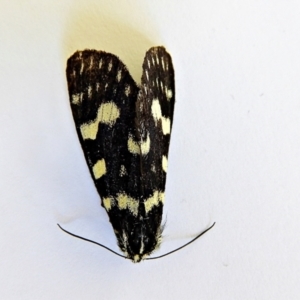 Phalaenoides tristifica at Crooked Corner, NSW - 21 Jan 2022