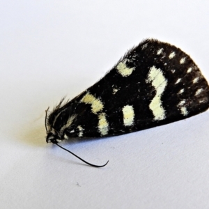 Phalaenoides tristifica at Crooked Corner, NSW - 21 Jan 2022