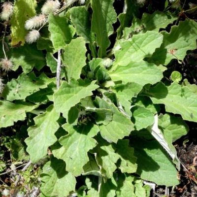 Cymbonotus preissianus (Austral Bear's-ears) at Bolaro, NSW - 20 Jan 2022 by DavidMcKay