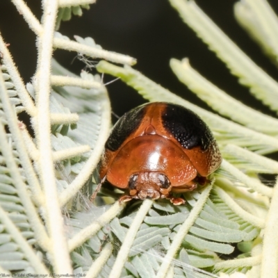 Dicranosterna immaculata (Acacia leaf beetle) at Hall Cemetery - 21 Jan 2022 by Roger