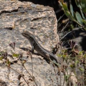 Liopholis whitii at Uriarra, NSW - 13 Jan 2022 01:06 PM