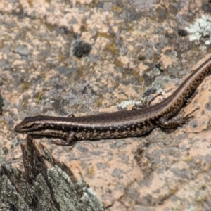 Eulamprus heatwolei at Uriarra, NSW - 13 Jan 2022 12:45 PM