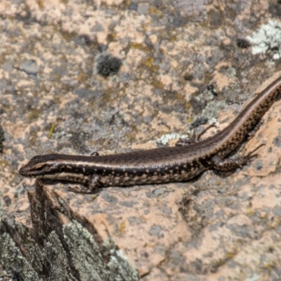 Eulamprus heatwolei (Yellow-bellied Water Skink) at Uriarra, NSW - 13 Jan 2022 by SWishart