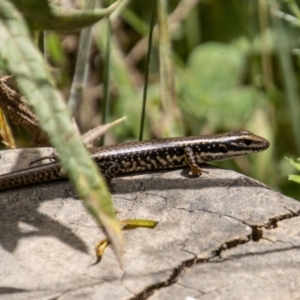 Eulamprus heatwolei at Uriarra, NSW - 13 Jan 2022 01:55 PM