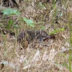 Antechinus mimetes mimetes (Dusky Antechinus) at Eden, NSW - 20 Jan 2022 by grunter6