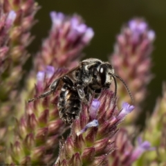 Lipotriches (Austronomia) muscosa at Stromlo, ACT - 21 Jan 2022 by Roger