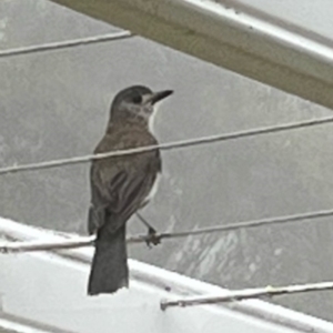 Colluricincla harmonica at Majors Creek, NSW - 21 Jan 2022