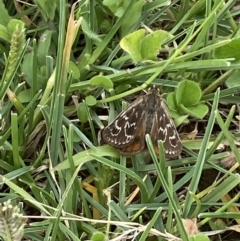 Synemon plana (Golden Sun Moth) at Curtin, ACT - 21 Jan 2022 by RAllen