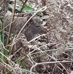 Potorous tridactylus (Long-nosed Potoroo) at Tidbinbilla Nature Reserve - 20 Jan 2022 by MatthewFrawley