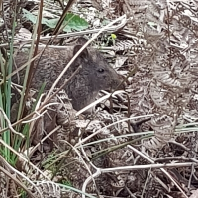 Potorous tridactylus (Long-nosed Potoroo) at Paddys River, ACT - 20 Jan 2022 by MatthewFrawley