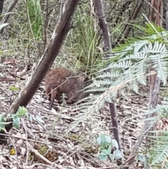 Potorous tridactylus at Paddys River, ACT - 20 Jan 2022 03:37 PM