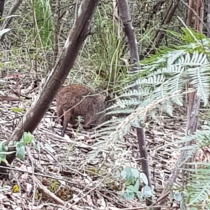 Potorous tridactylus at Paddys River, ACT - 20 Jan 2022