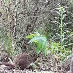 Potorous tridactylus at Paddys River, ACT - 20 Jan 2022 03:37 PM