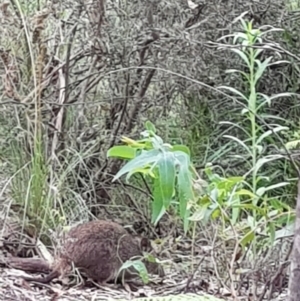 Potorous tridactylus at Paddys River, ACT - 20 Jan 2022