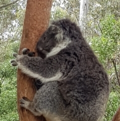 Phascolarctos cinereus (Koala) at Tidbinbilla Nature Reserve - 20 Jan 2022 by MatthewFrawley