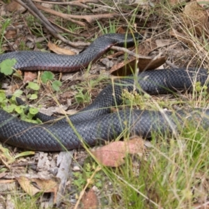 Pseudechis porphyriacus at Paddys River, ACT - 21 Jan 2022 11:15 AM