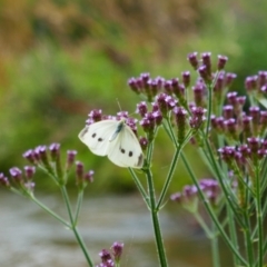 Pieris rapae (Cabbage White) at Booth, ACT - 21 Jan 2022 by MB