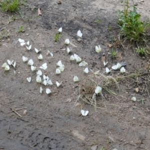 Pieris rapae at Booth, ACT - 21 Jan 2022