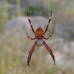 Hortophora transmarina (Garden Orb Weaver) at Booth, ACT - 21 Jan 2022 by MB